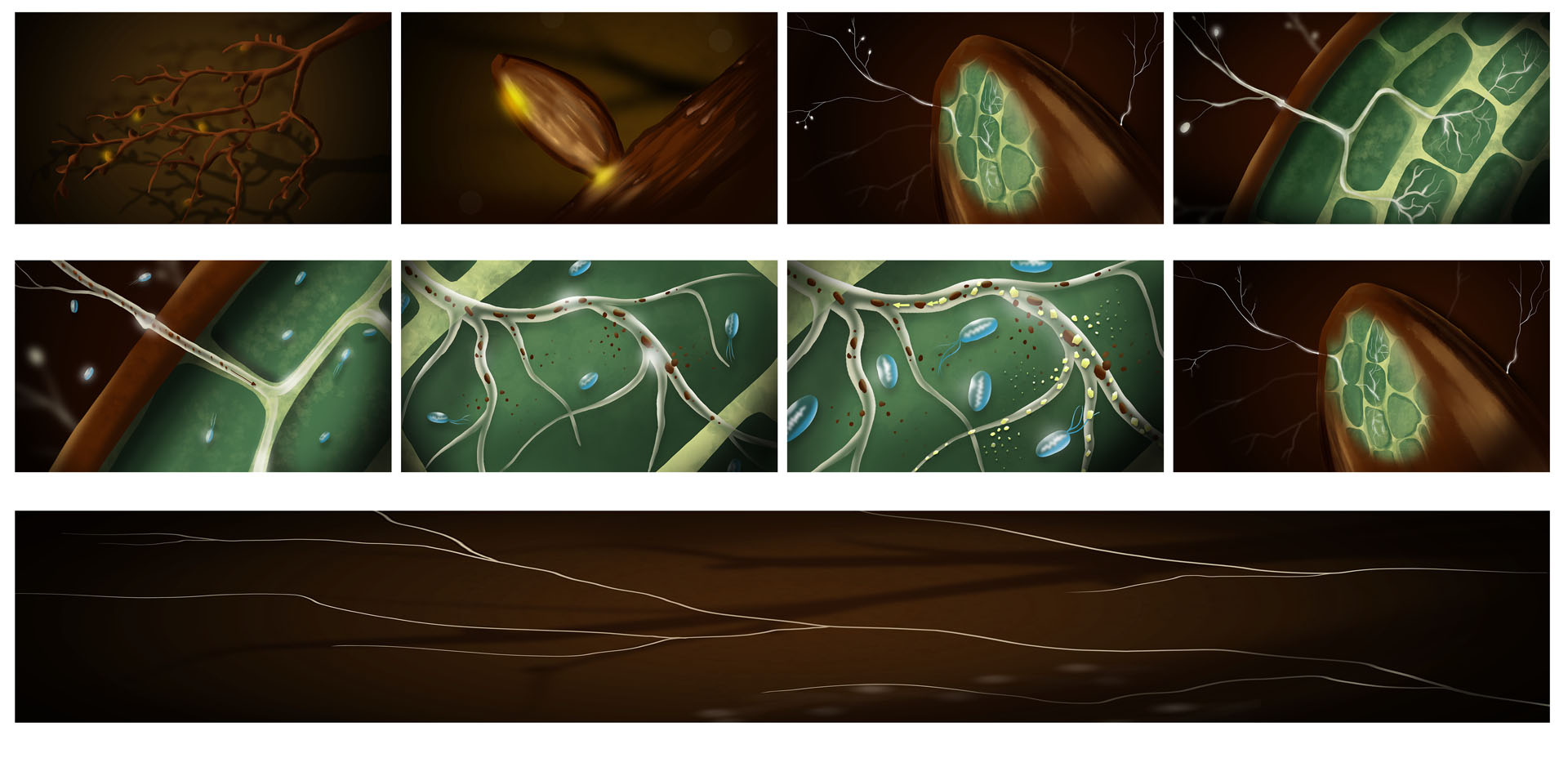 Giants Rising | Storyboards for Microbiome | Video by Little Fluffy Clouds a Bay Area Animation Studio